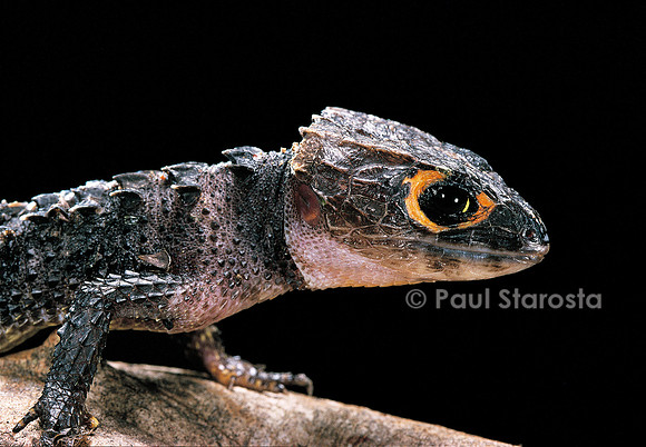 Tribolonotus gracilis (scinque crocodile)