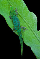 Phelsuma v-nigra
