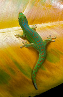 Phelsuma guimbeaui