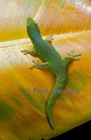Phelsuma guimbeaui