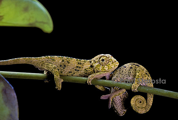 Chamaeleo johnstoni (caméléon de Johnston) - jeune