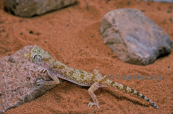 Stenodactylus sthenodactylus