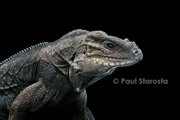 Cyclura cornuta (iguane rhinocéros)