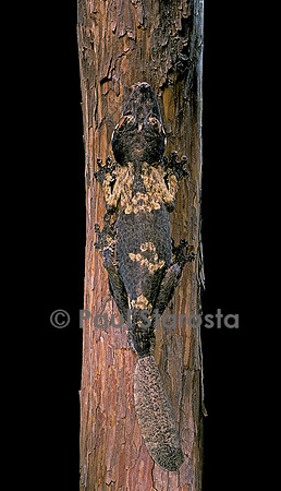 Uroplatus henkeli