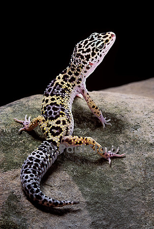 Eublepharis macularius (gecko léopard)