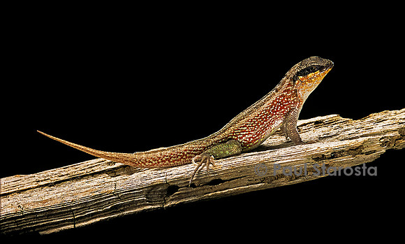 Leiocephalus schreibersi
