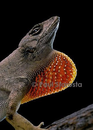 Anolis sagrei