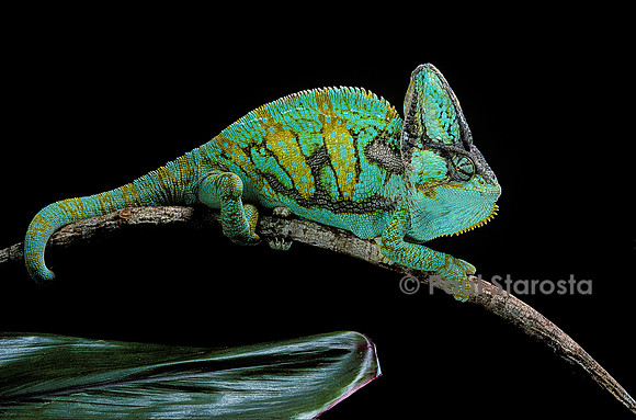 Chamaeleo calyptratus (caméléon casqué du Yémen)