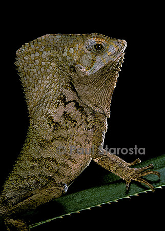 Corytophanes cristatus