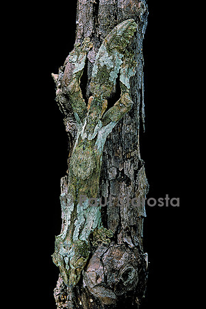 Uroplatus sikorae