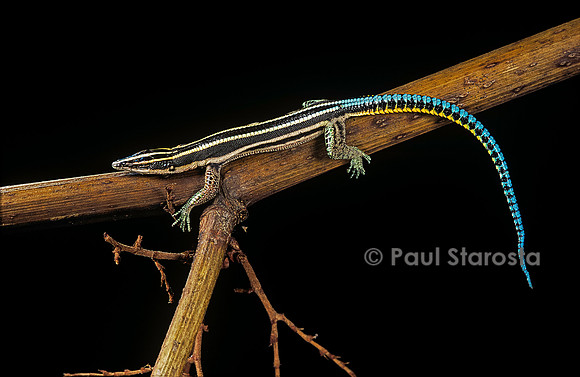Holaspis guentheri