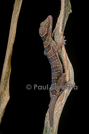Cyrtodactylus pulchellus