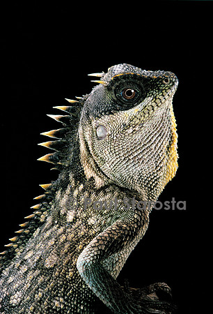 Acanthosaura armata