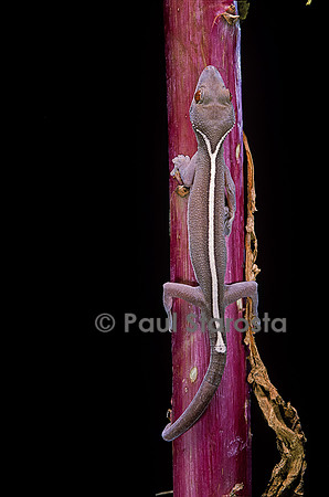 Gekko vittatus