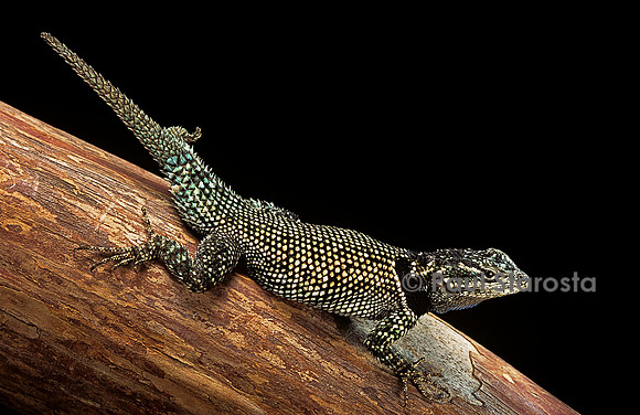 Sceloporus jarrovii - avec 2 queues