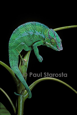 Chamaeleo pardalis (caméléon panthère)