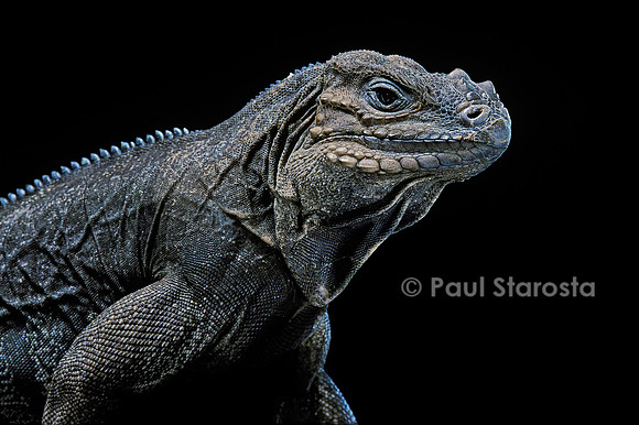 Cyclura cornuta (iguane rhinocéros)