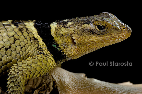 Sceloporus cyanogenys