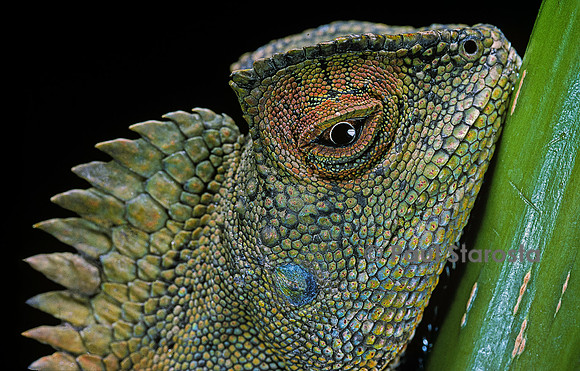 Gonocephalus chamaeleontinus