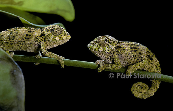 Chamaeleo johnstoni (caméléon de Johnston) - jeune