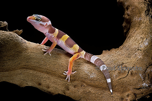 Eublepharis macularius f. albinos (gecko léopard)