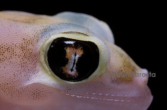 Palmatogecko rangei