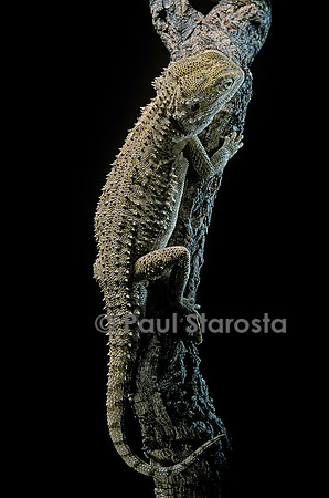 Pogona brevis