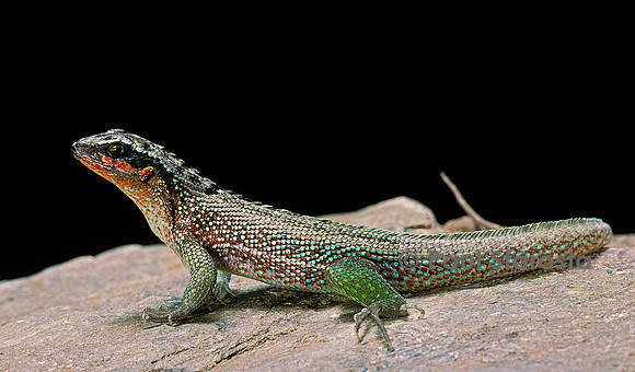 Leiocephalus schreibersi