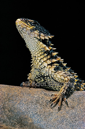 Cordylus giganteus (cordyle géant)
