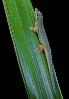 Phelsuma cepediana