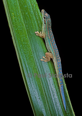 Phelsuma cepediana