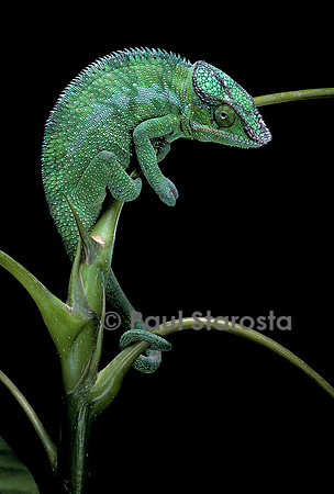 Chamaeleo pardalis (caméléon panthère)
