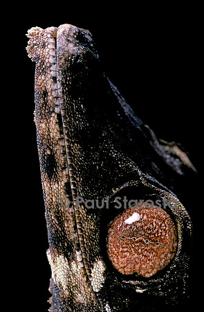 Uroplatus henkeli