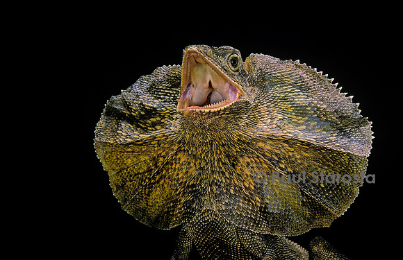 Chlamidausaurus kingii (lézard à collerette)