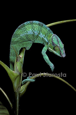 Chamaeleo pardalis (caméléon panthère)