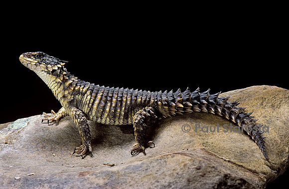 Cordylus giganteus (cordyle géant)