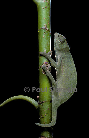 Chamaeleo senegalensis (caméléon du Sénégal)