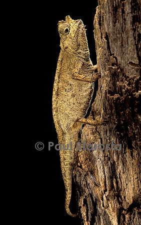 Brookesia superciliaris