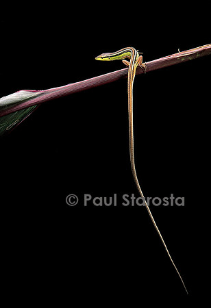 Takydromus sexileatus