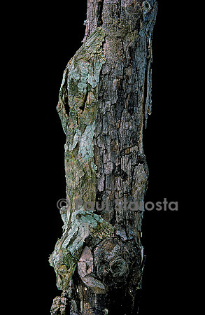 Uroplatus sikorae