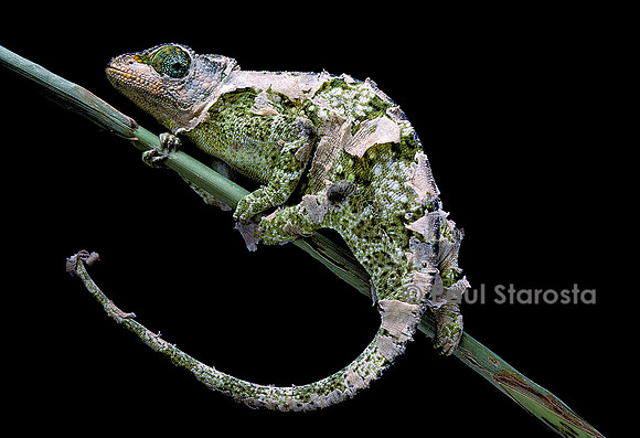 Chamaeleon johnstoni (caméléon de Johnston) - en mue