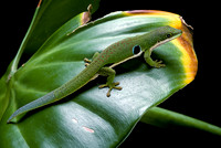 Phelsuma quadriocellata