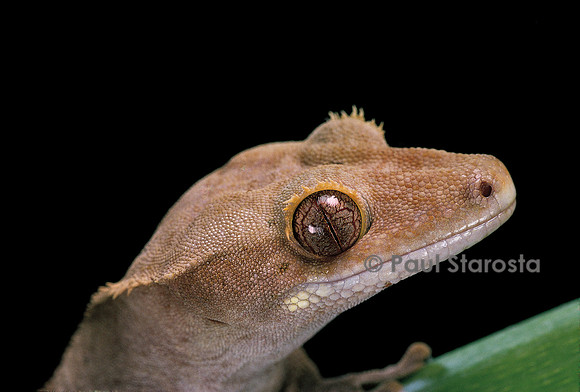 Rhacodactylus ciliatus
