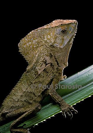 Corytophanes cristatus