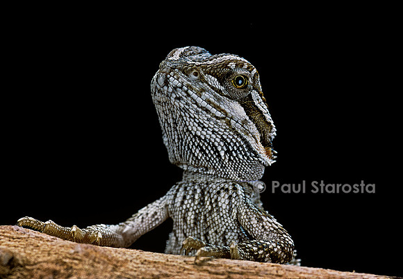 Pogona brevis - jeune