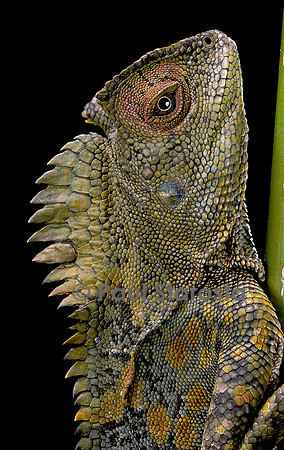 Gonocephalus chamaeleontinus