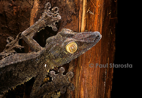 Uroplatus fimbriatus