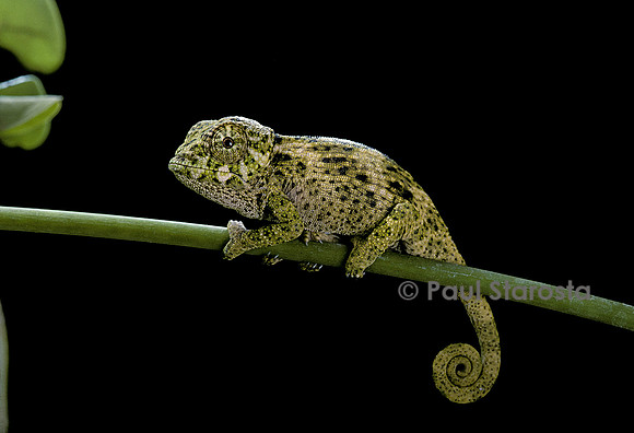 Chamaeleo johnstoni (caméléon de Johnston) - jeune