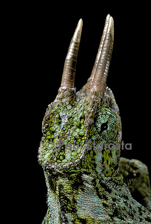 Chamaeleo johnstoni (caméléon de Johnston) (2)