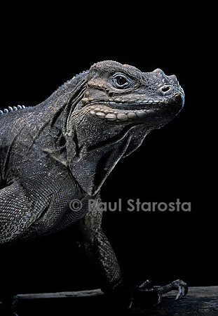 Cyclura cornuta (iguane rhinocéros)